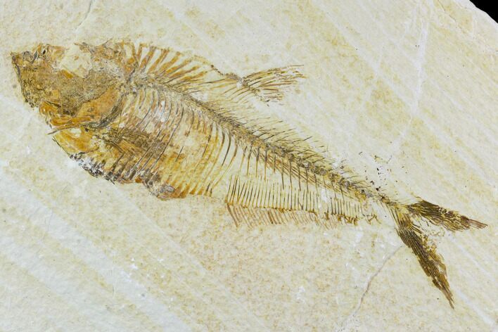 Fossil Fish (Diplomystus) - Wyoming #111252